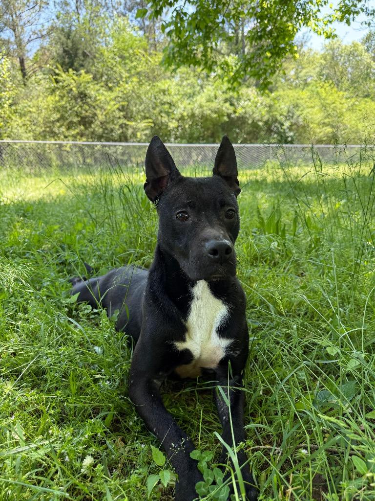 Enlarge Dafny, a Adoptable mixed breed in Lawrenceburg, TN image 6/6