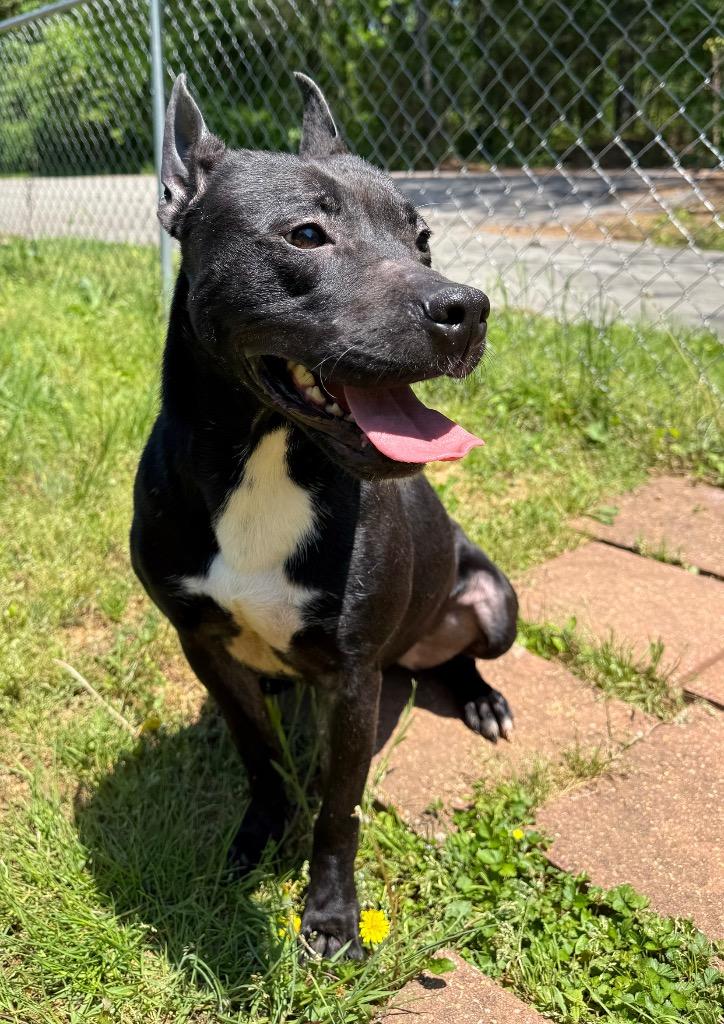 Enlarge Dafny, a Adoptable mixed breed in Lawrenceburg, TN image 6/6