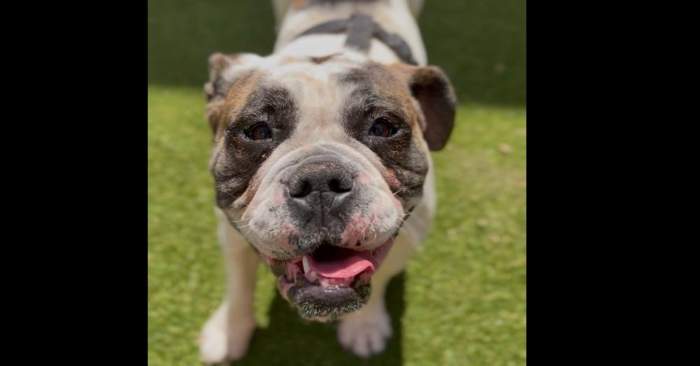 Bailey Bug, Adoptable, Adult Female English Bulldog.