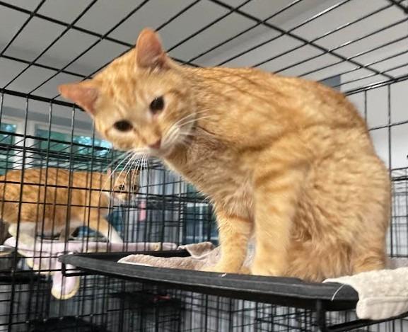 Tang, Adoptable, Young Male Domestic Short Hair.