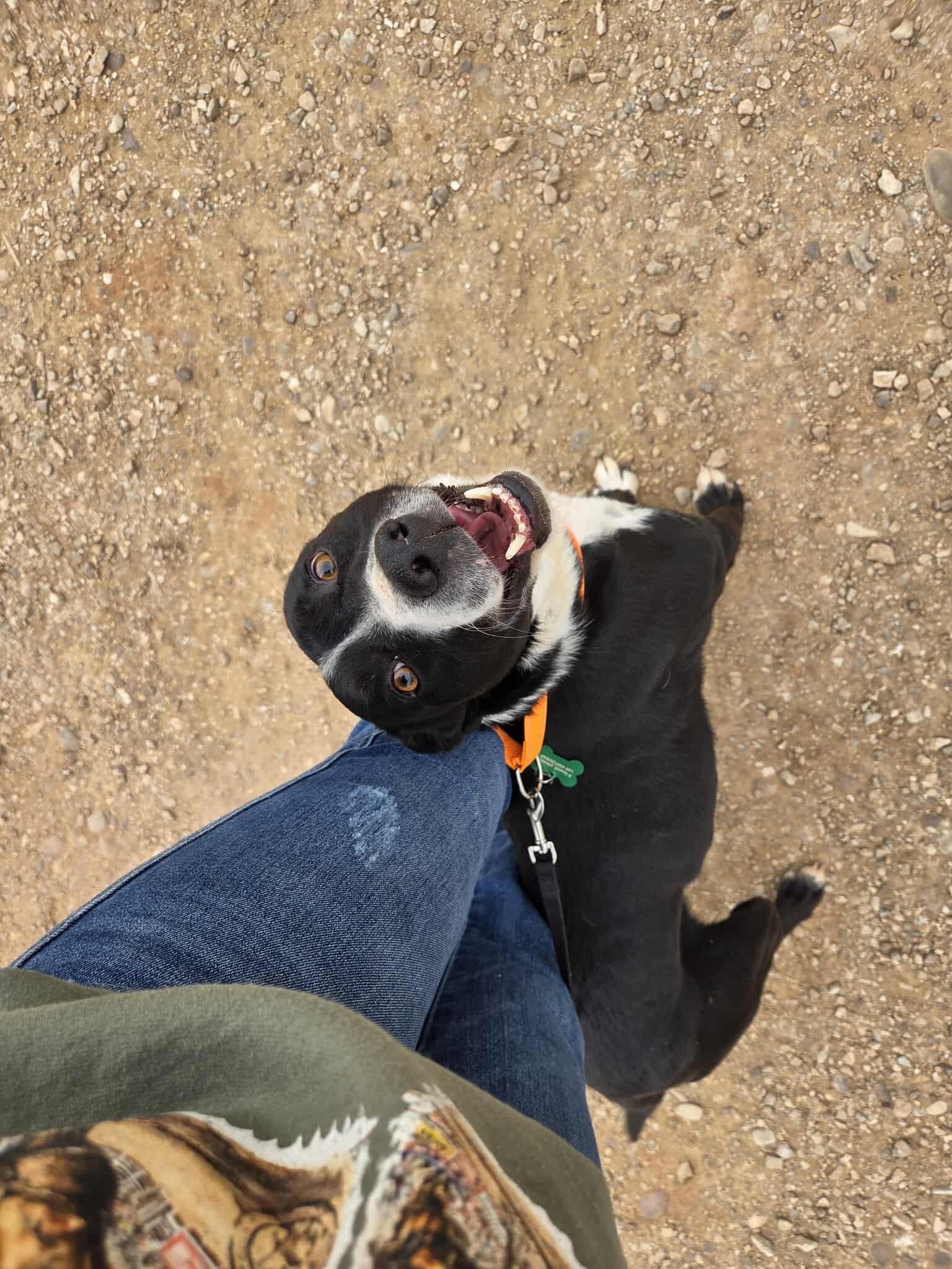 Enlarge Beau, a ADOPTABLE mixed breed in Roosevelt, UT image 4/4