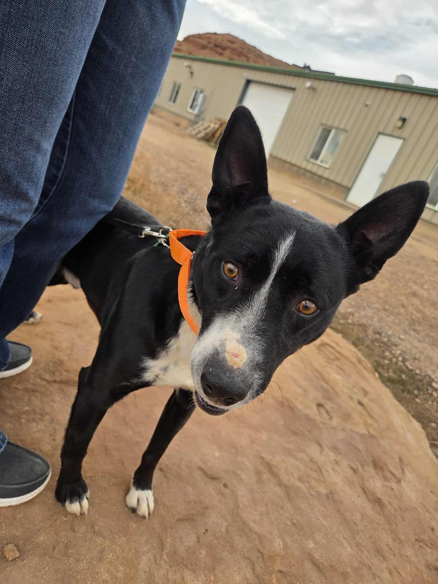 Beau, ADOPTABLE, Adult Male Border Collie.