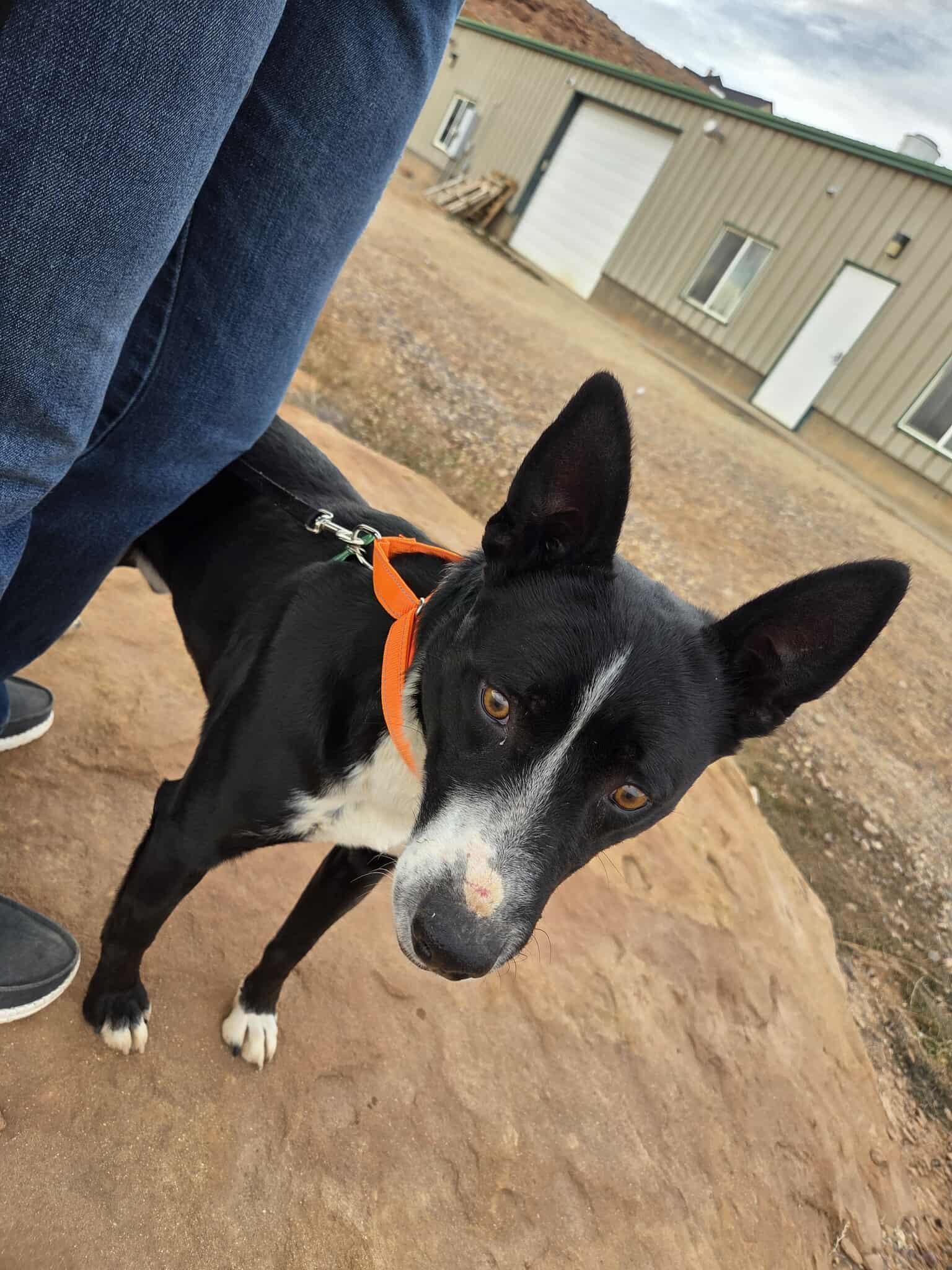 Enlarge Beau, a ADOPTABLE mixed breed in Roosevelt, UT image 2/4