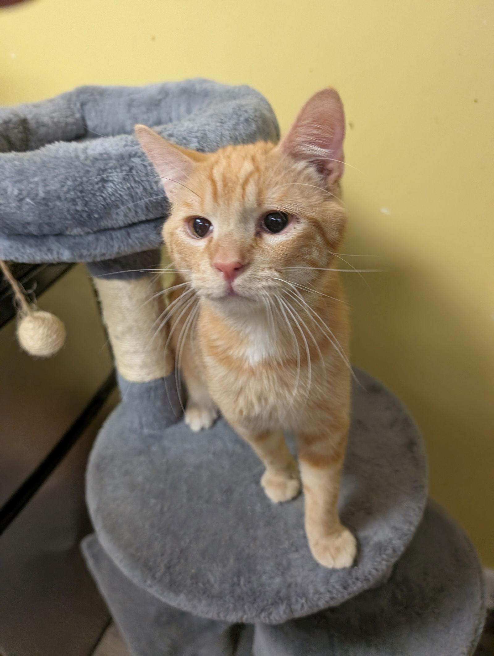 Emmett, Adoptable, Young Male Domestic Short Hair.