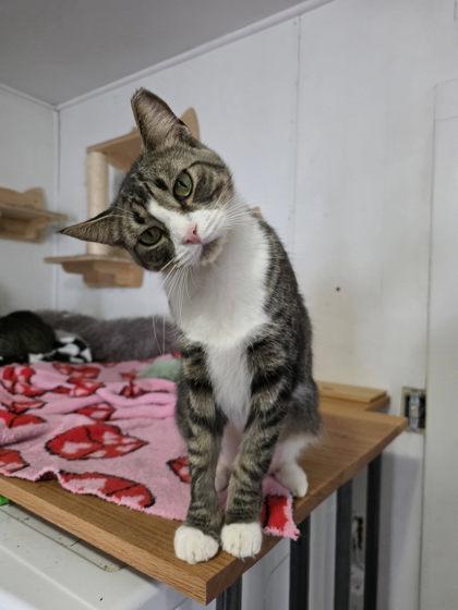 Enlarge Pandora, a Adoptable mixed breed in Berwick, PA image 1/1