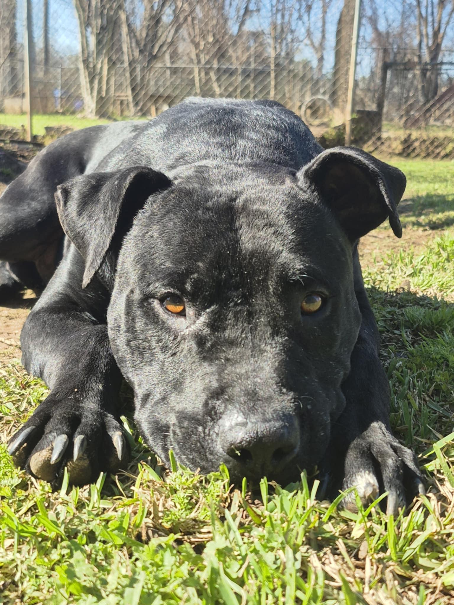 Pork Chop, Adoptable, Adult Male Labrador Retriever & Terrier.