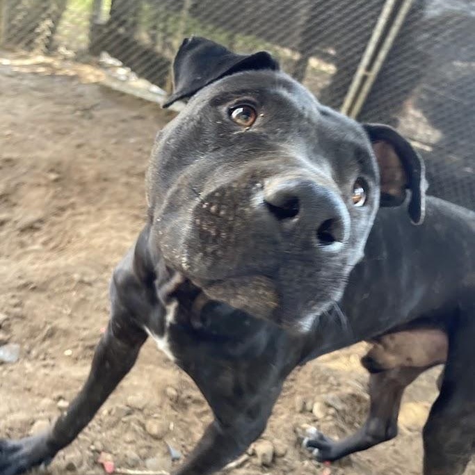 Enlarge Pork Chop, a Adoptable mixed breed in Ransomville, NY image 2/6