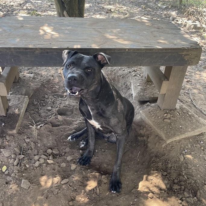 Enlarge Pork Chop, a Adoptable mixed breed in Ransomville, NY image 3/6