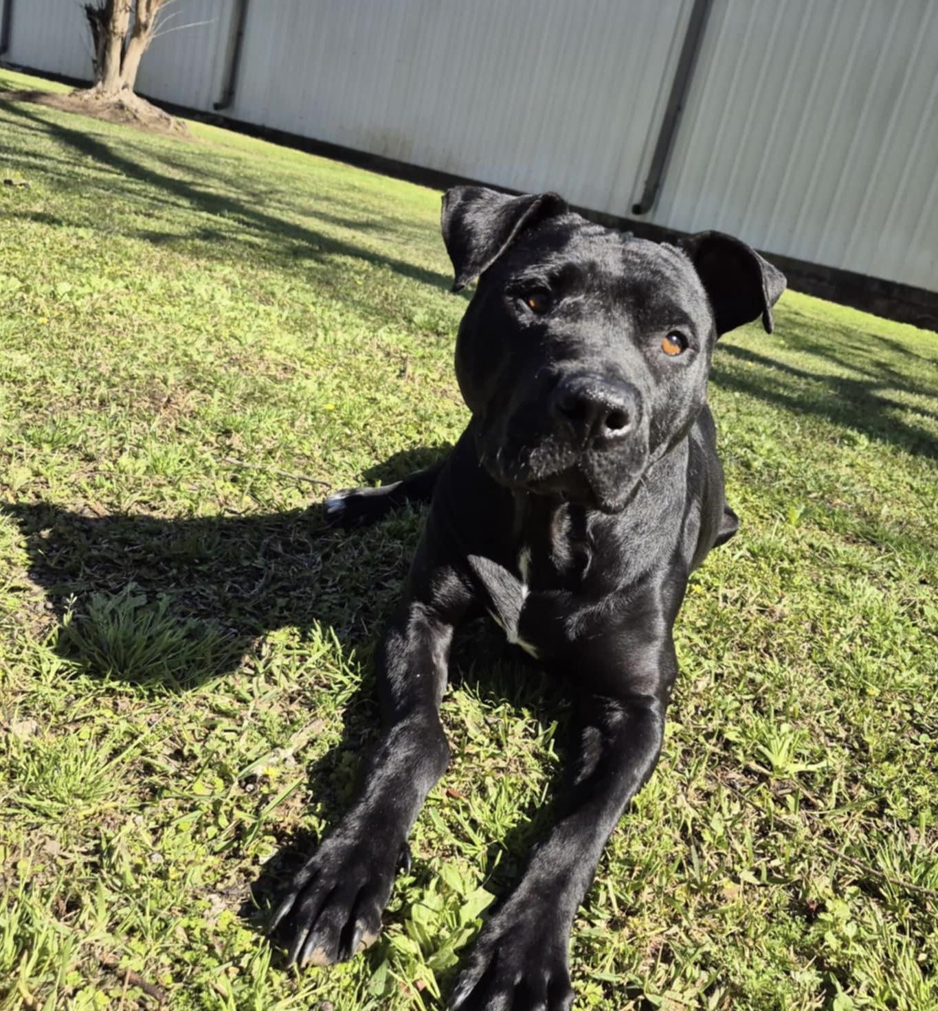Enlarge Pork Chop, a Adoptable mixed breed in Ransomville, NY image 4/6