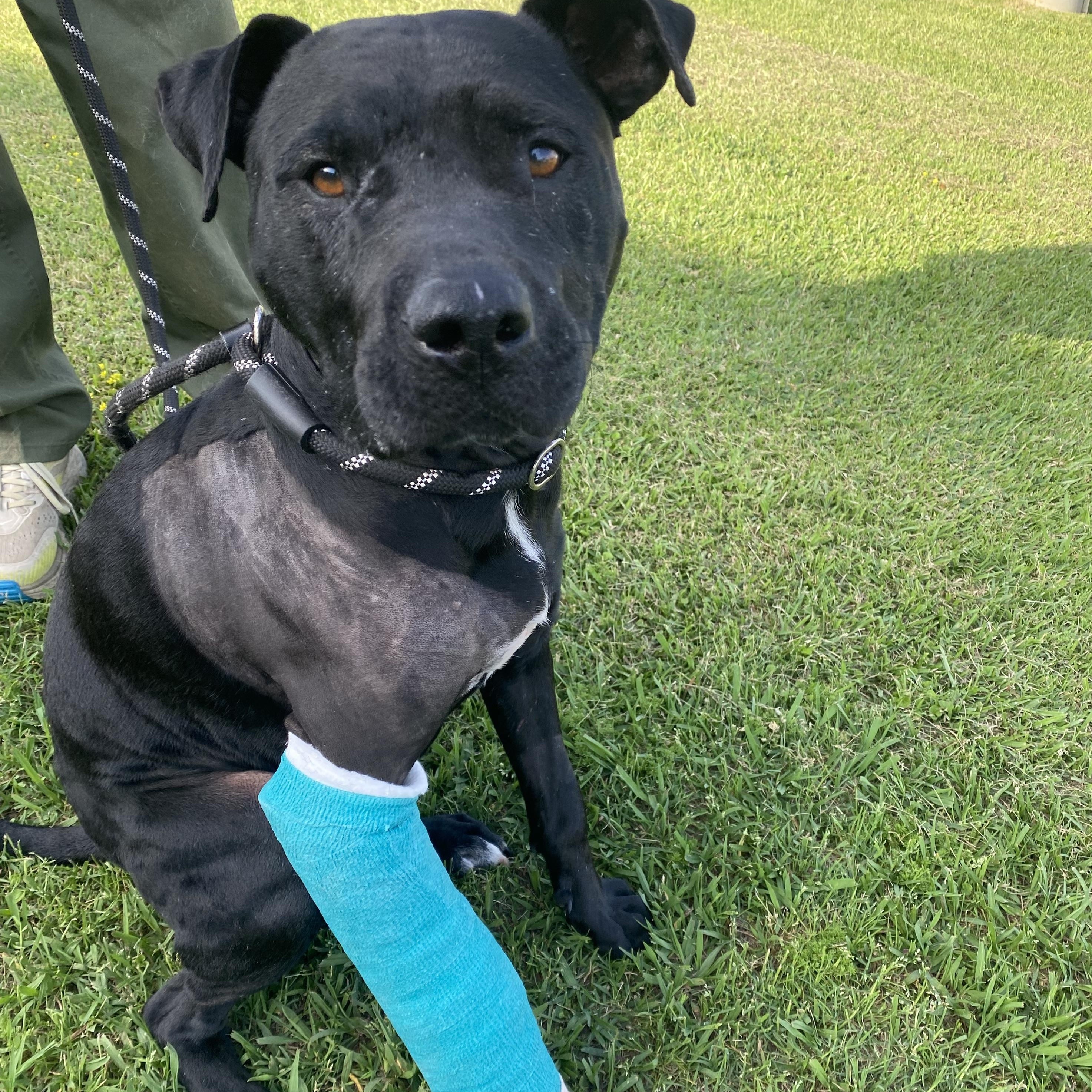 Enlarge Pork Chop, a Adoptable mixed breed in Ransomville, NY image 5/6