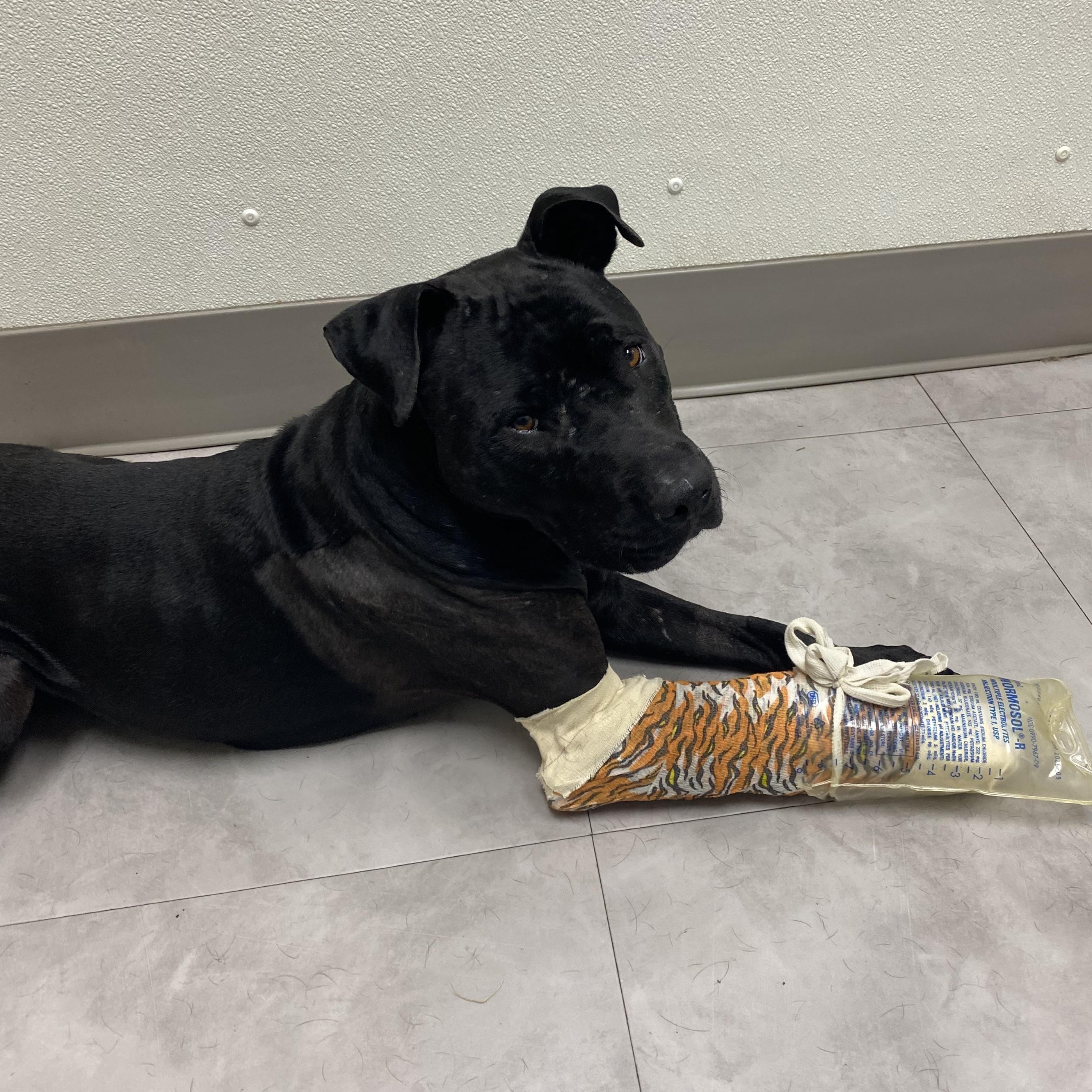 Enlarge Pork Chop, a Adoptable mixed breed in Ransomville, NY image 6/6