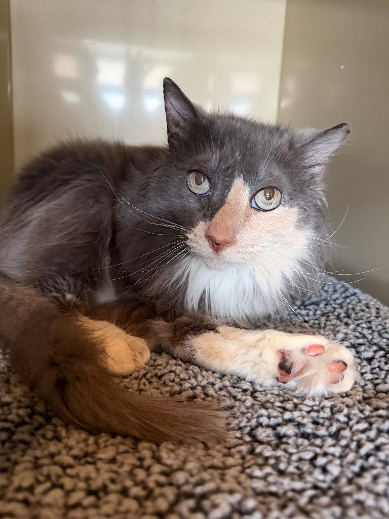 Becky, Adoptable, Senior Female Domestic Long Hair.