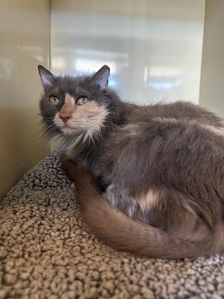 Becky, Adoptable, Senior Female Domestic Long Hair.