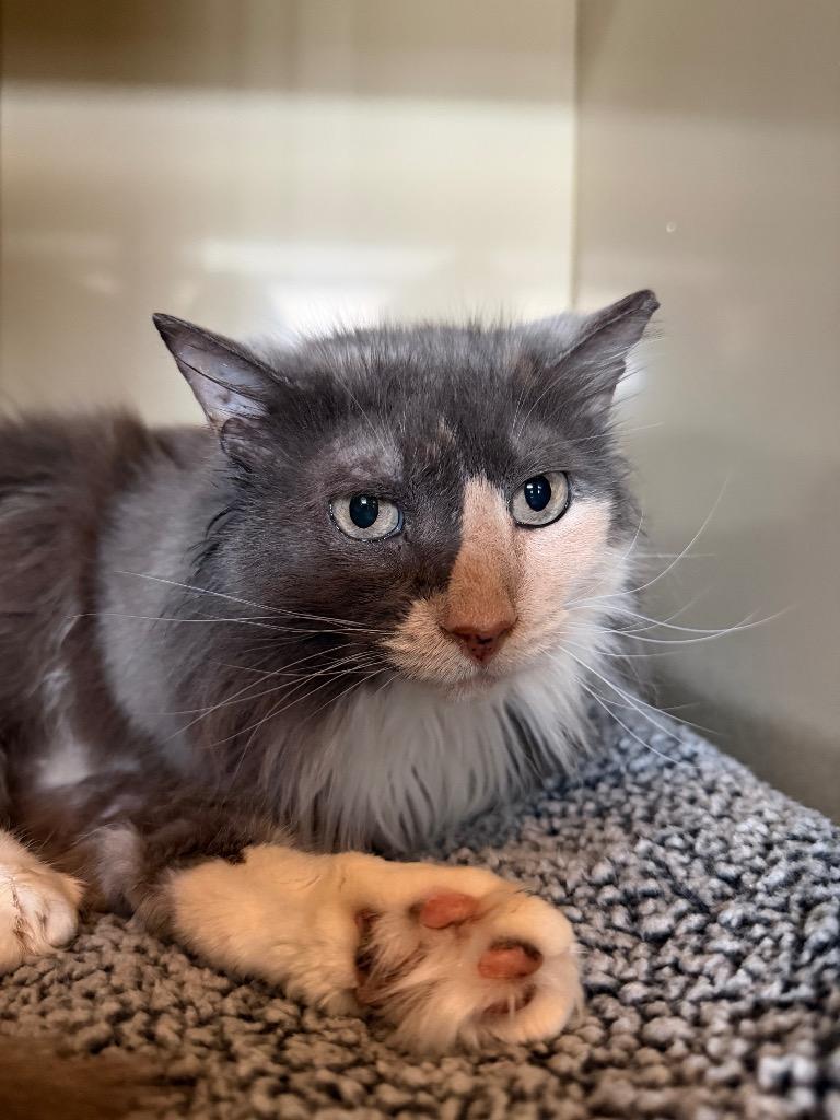 Becky, a Adoptable mixed breed in Hyde Park, NY image 3/3