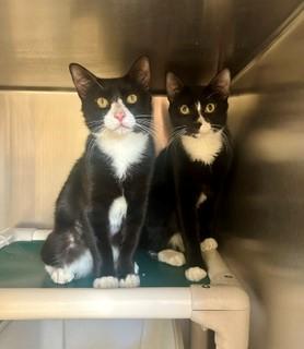 Enlarge Benson, a ADOPTABLE Domestic Short Hair in Parsippany, NJ image 3/3