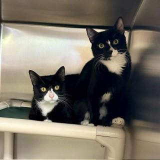 Enlarge Benson, a ADOPTABLE Domestic Short Hair in Parsippany, NJ image 2/3
