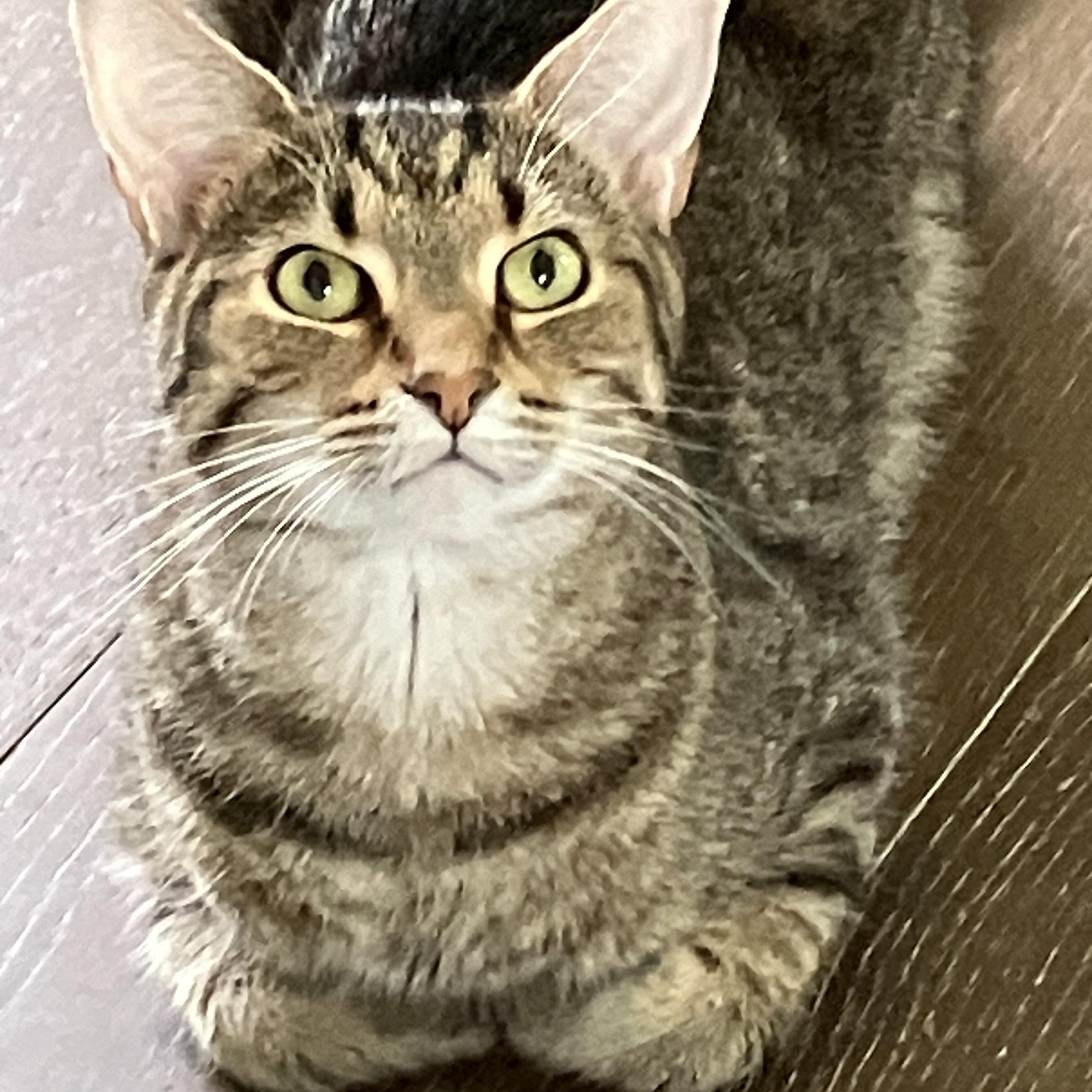 BRIT & MAMITA, ADOPTABLE, Adult Female Domestic Short Hair.