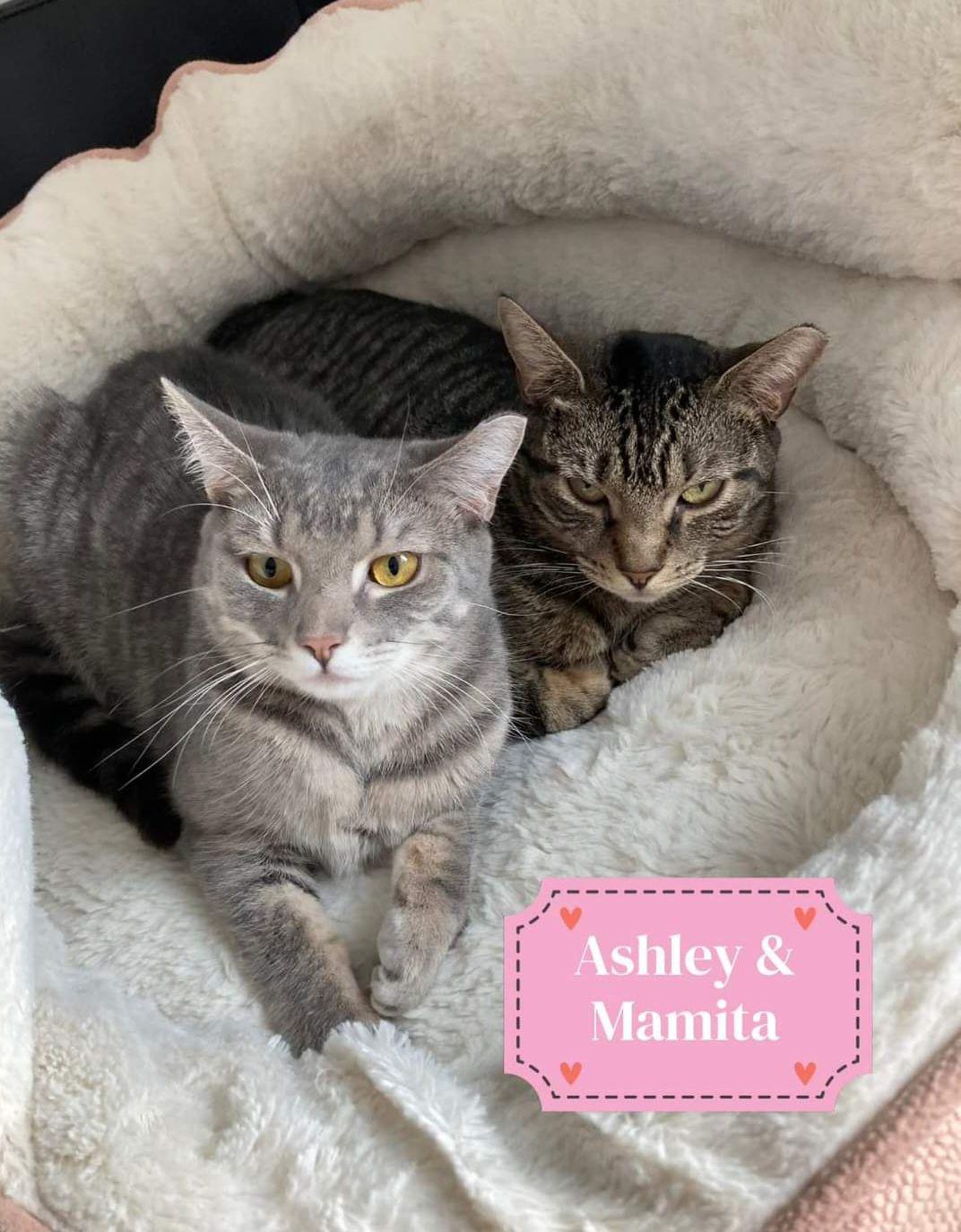 Enlarge BRIT, MAMITA and ASHLEY, a ADOPTABLE Domestic Short Hair in Rockville, MD image 1/2