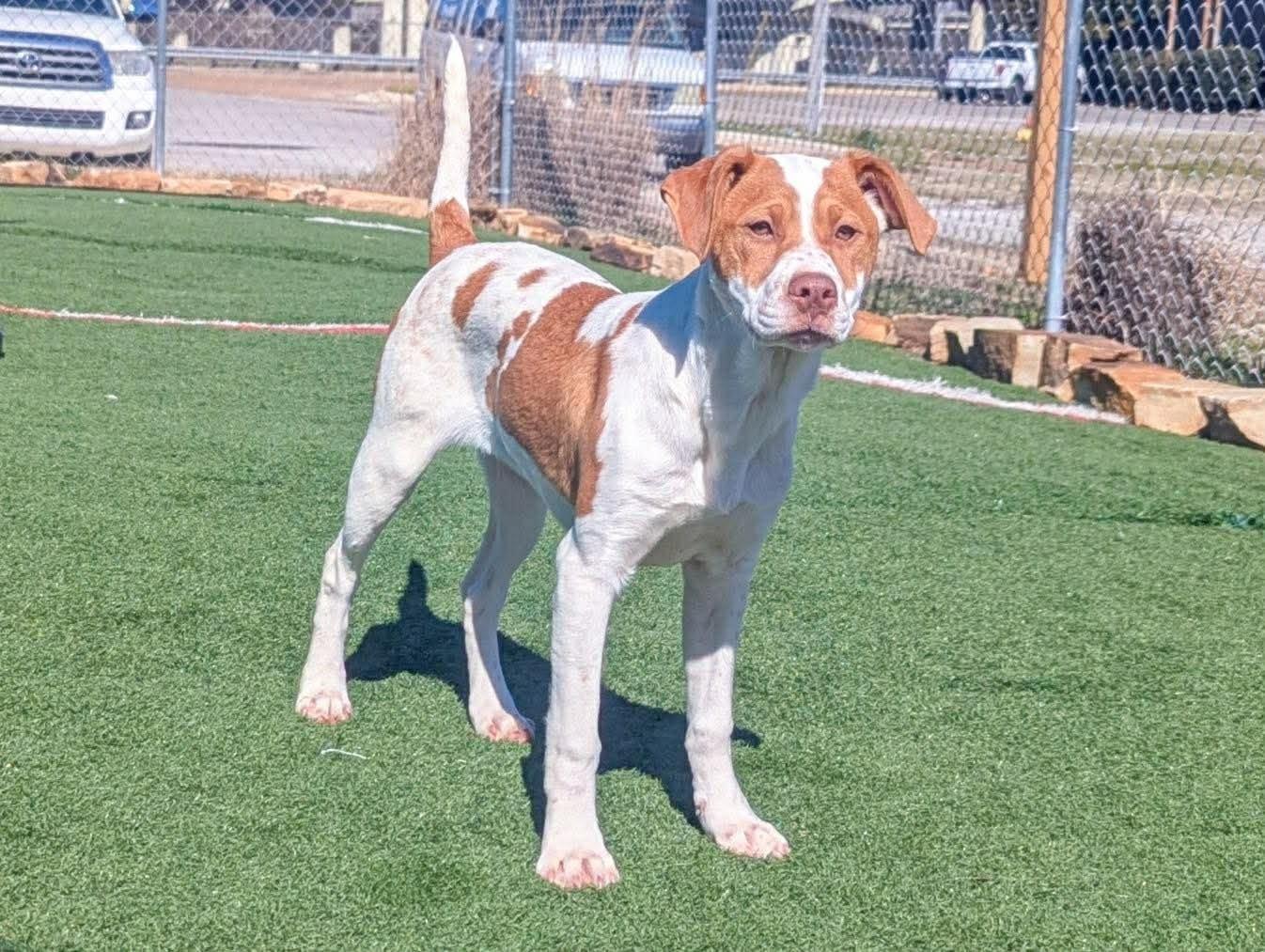 Enlarge Marge in NH! Come Meet our Adoptable Dogs Wednesday-Saturday. More info in Bio! , a ADOPTABLE mixed breed in Manchester, NH image 2/2