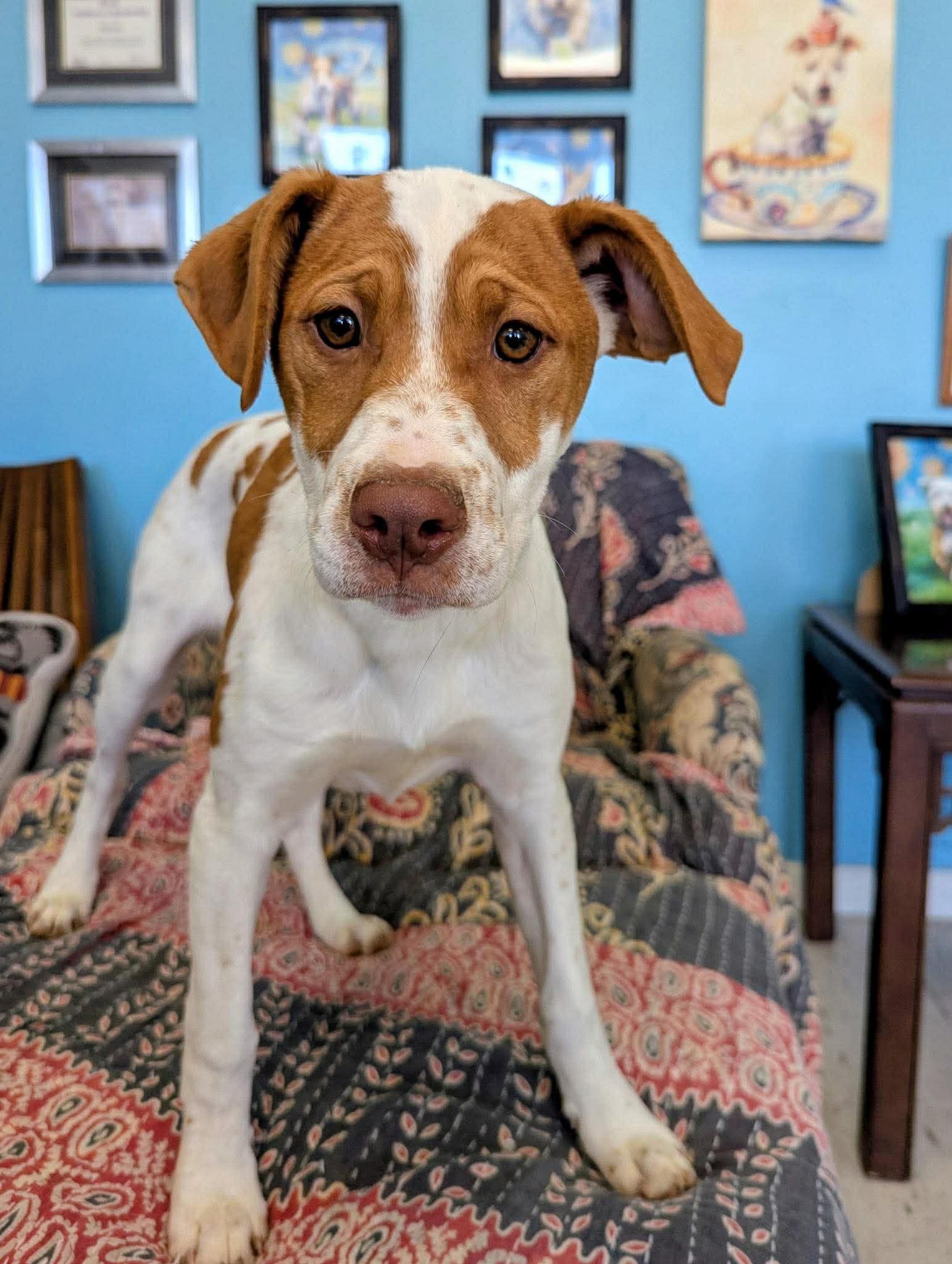 Enlarge Marge in NH! Come Meet our Adoptable Dogs Wednesday-Saturday. More info in Bio! , a ADOPTABLE mixed breed in Manchester, NH image 1/2