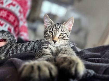 Ronnie, Adoptable, Adult Male Domestic Short Hair & Domestic Short Hair.