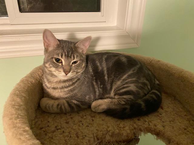 Enlarge Kourtney, a Adoptable mixed breed in Niagara on the Lake, ON image 1/2