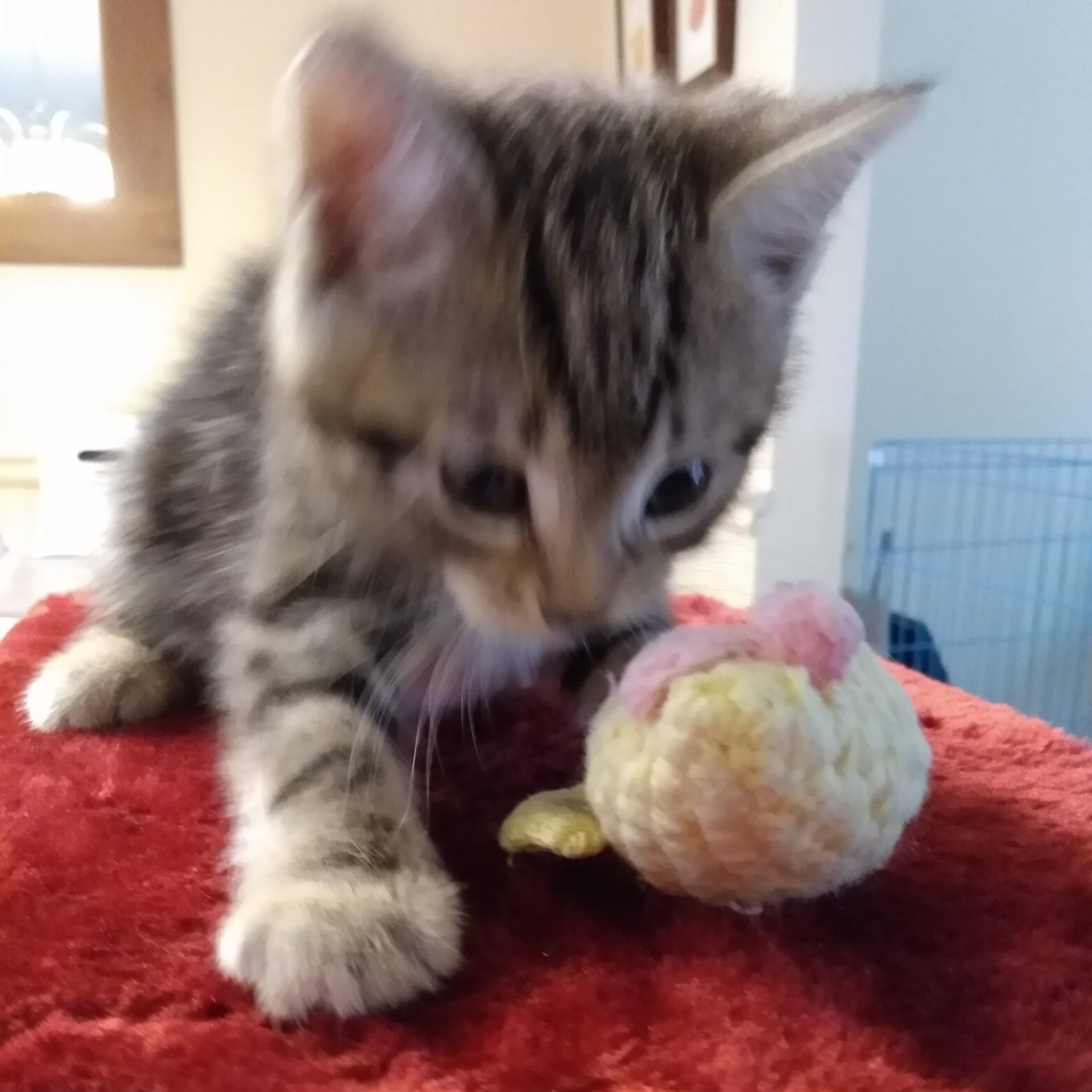 Enlarge Kourtney, a Adoptable mixed breed in Niagara on the Lake, ON image 2/2