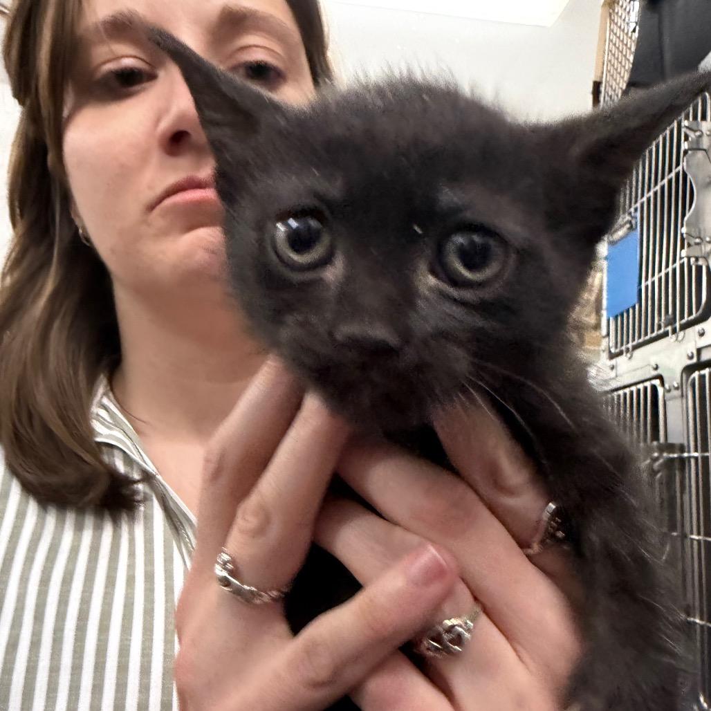 Pocus, Adoptable, Kitten Female Domestic Short Hair.