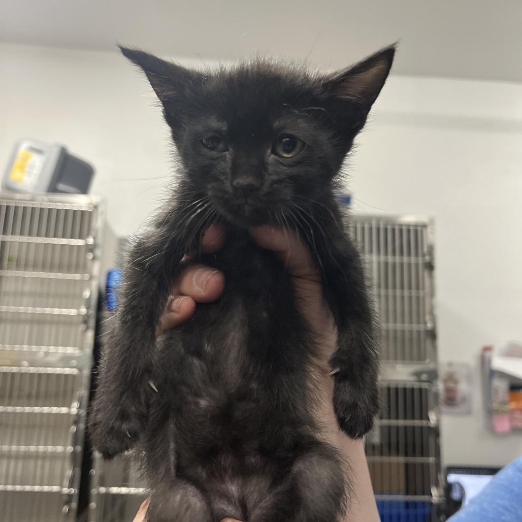 Pocus, a Adoptable Domestic Short Hair in Idaho Falls, ID image 2/3