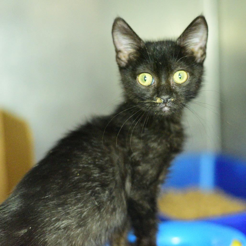 Pocus, a Adoptable Domestic Short Hair in Idaho Falls, ID image 3/3