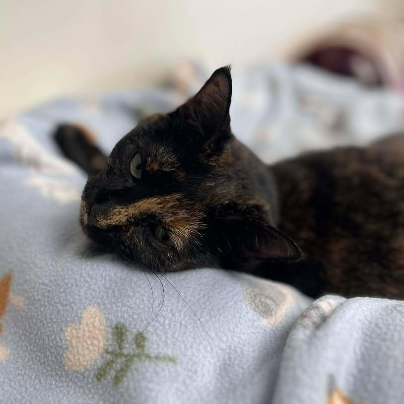 Poppy, a Adoptable Domestic Short Hair in Milan, IL image 1/3