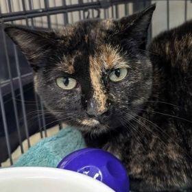 Poppy, a Adoptable Domestic Short Hair in Milan, IL image 2/3