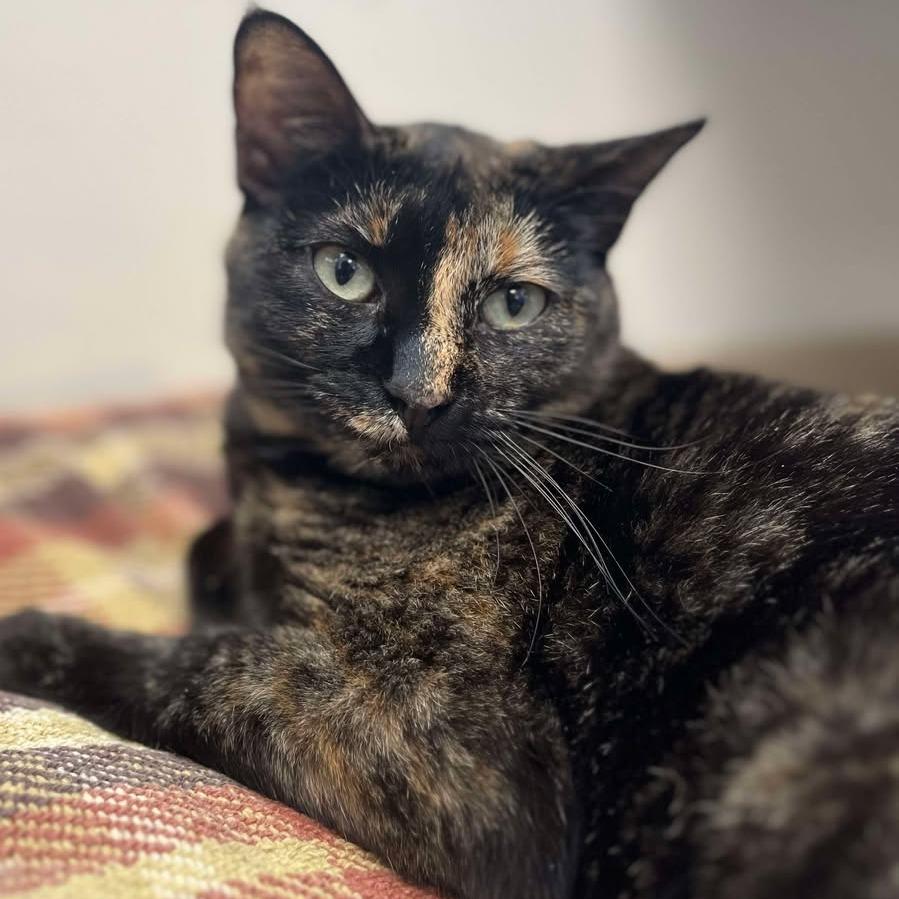 Poppy, a Adoptable Domestic Short Hair in Milan, IL image 3/3