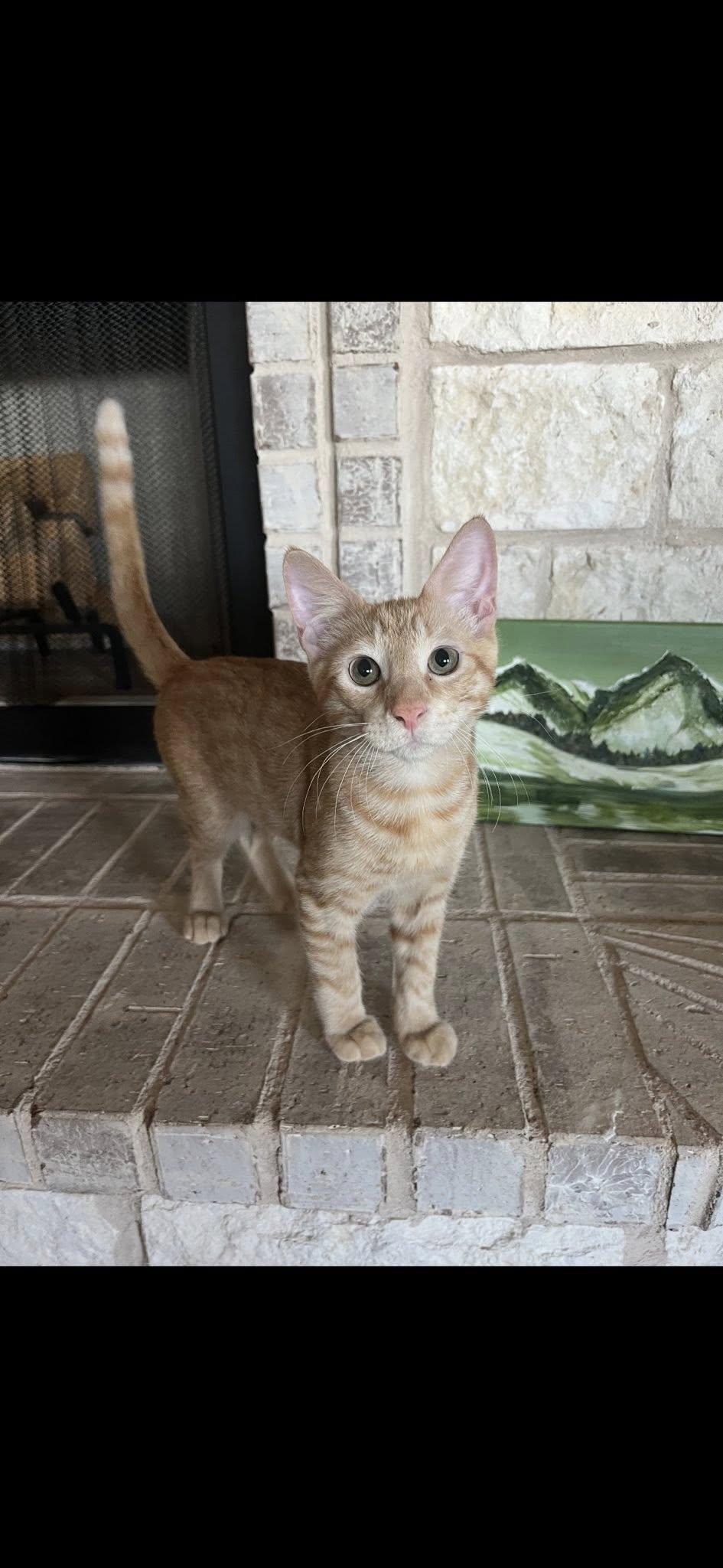 Goldie, an adoptable Domestic Short Hair in Midland, TX, 79703 | Photo Image 1