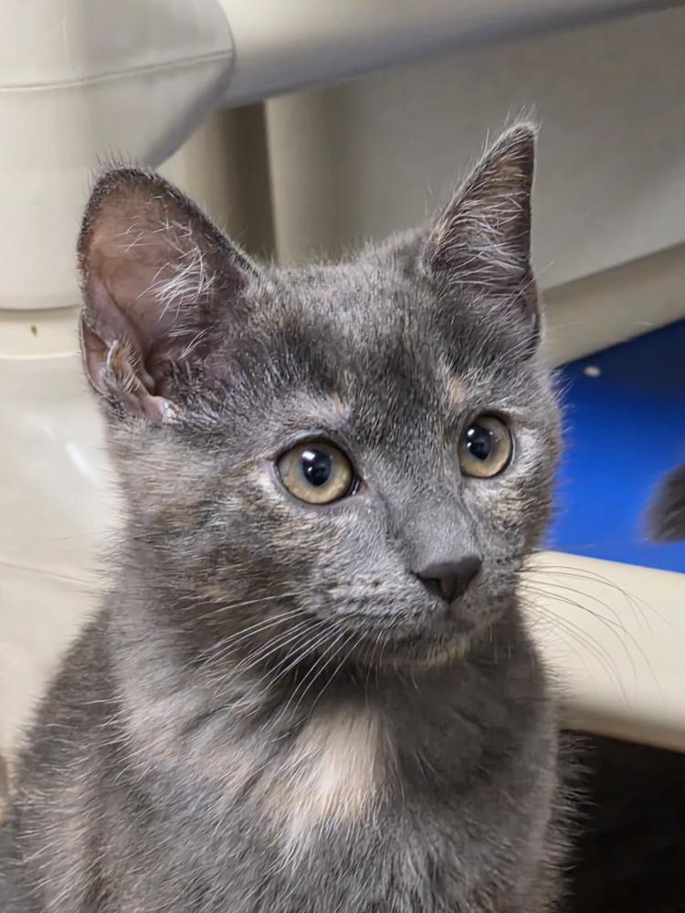 Sedona (gets adopted with Trinity), an adoptable Dilute Tortoiseshell in Westminster, CO image 5/6