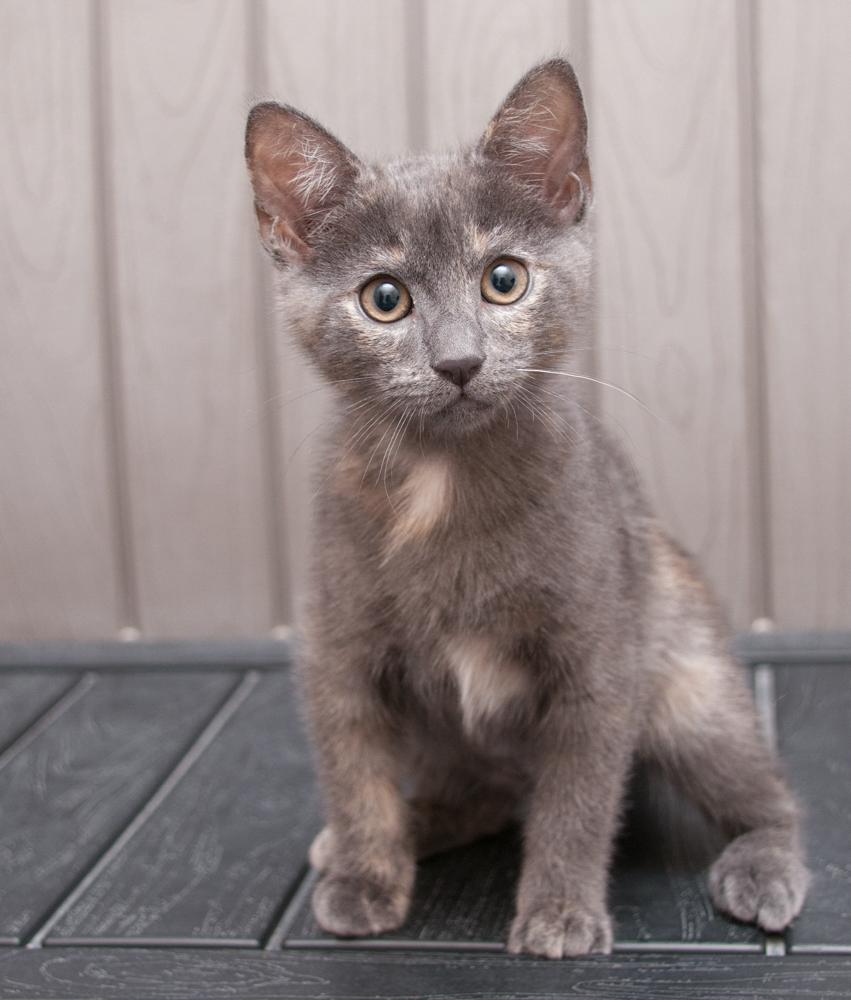 Sedona (gets adopted with Trinity), an adoptable Dilute Tortoiseshell in Westminster, CO image 3/6