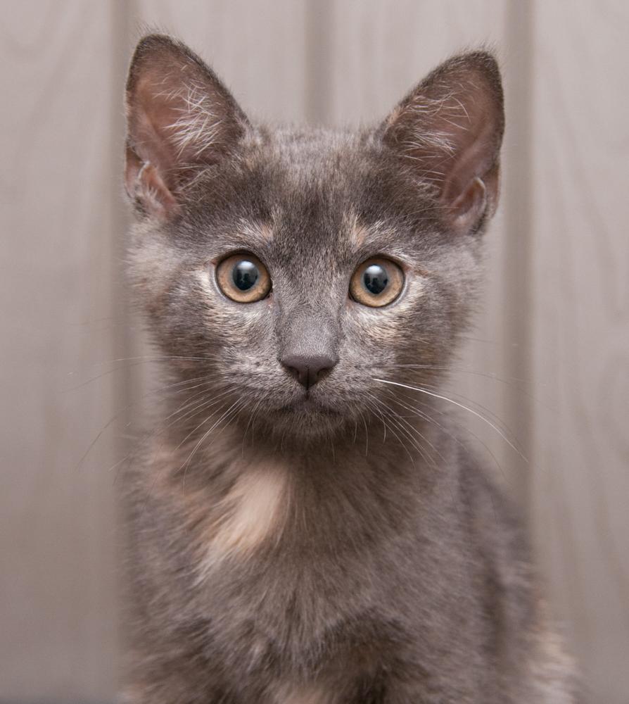 Sedona (gets adopted with Trinity), an adoptable Dilute Tortoiseshell in Westminster, CO image 1/6