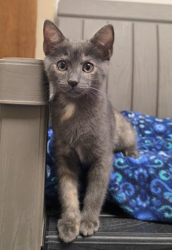Sedona (gets adopted with Trinity), an adoptable Dilute Tortoiseshell in Westminster, CO image 6/6