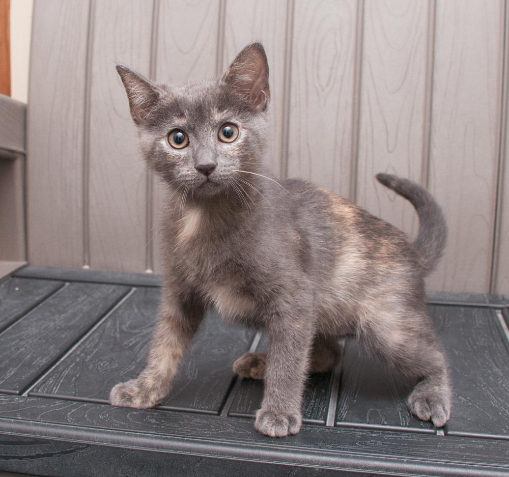 Sedona (gets adopted with Trinity), an adoptable Dilute Tortoiseshell in Westminster, CO image 2/6