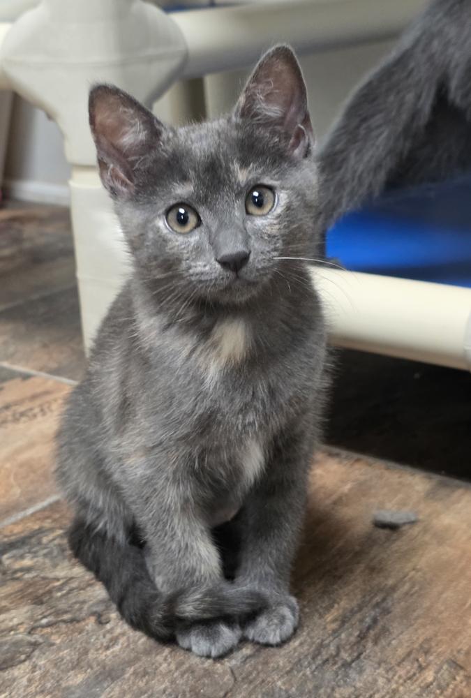 Sedona (gets adopted with Trinity), an adoptable Dilute Tortoiseshell in Westminster, CO image 4/6