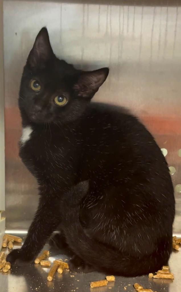 Zuri, Adoptable, Kitten Female Domestic Short Hair.