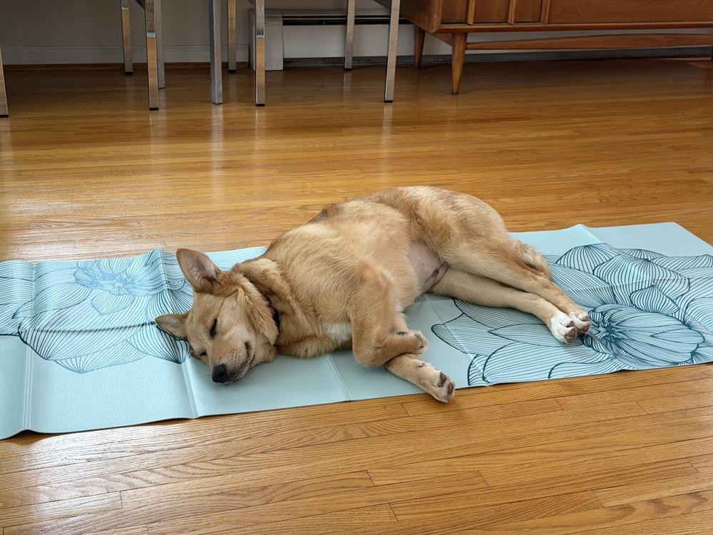 Honey, Adoptable, Puppy Female Australian Shepherd.