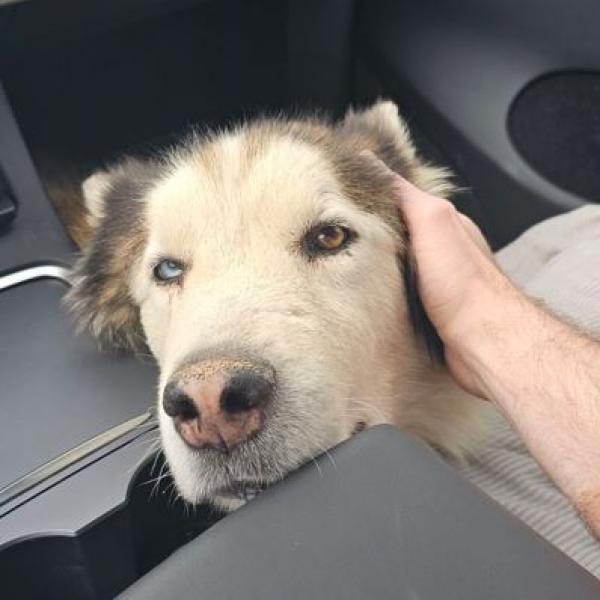 Enlarge Grizzly, a Adoptable Husky in Pahrump, NV image 1/3