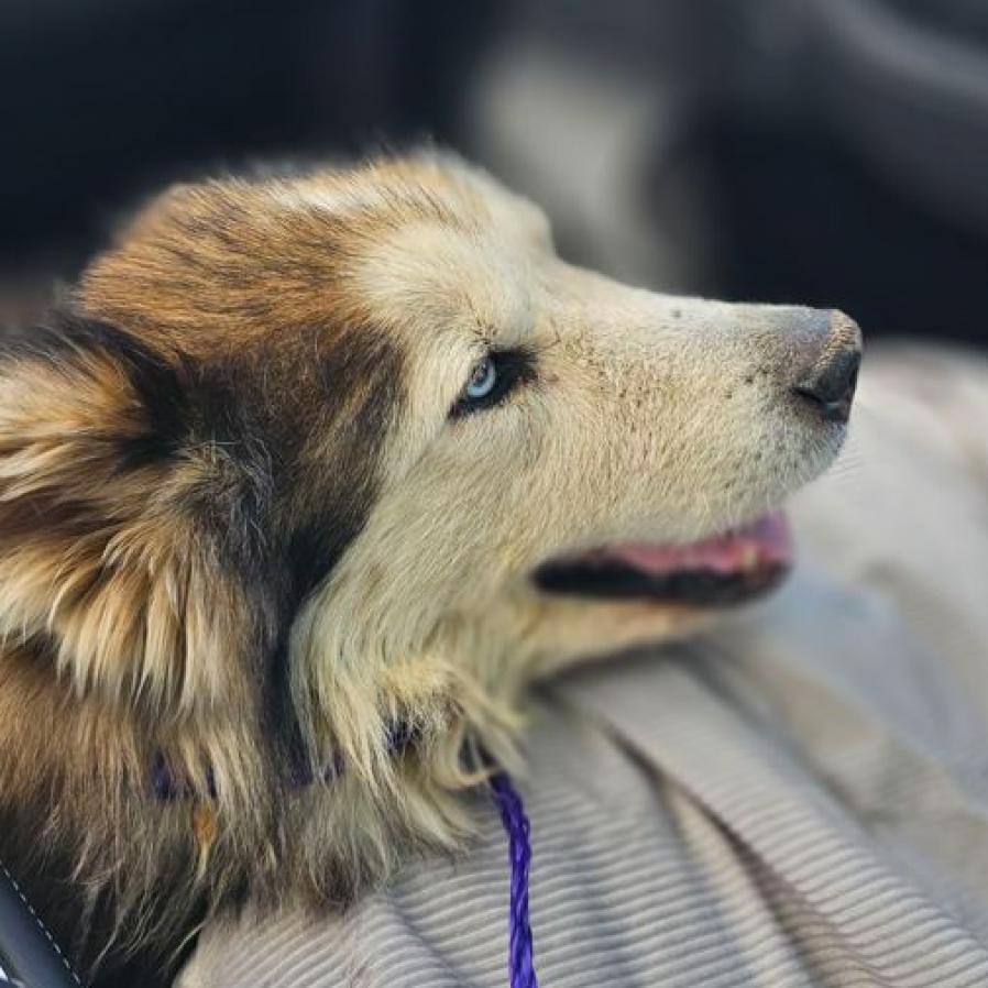 Enlarge Grizzly, a Adoptable Husky in Pahrump, NV image 2/3