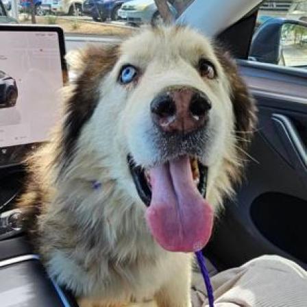 Enlarge Grizzly, a Adoptable Husky in Pahrump, NV image 3/3