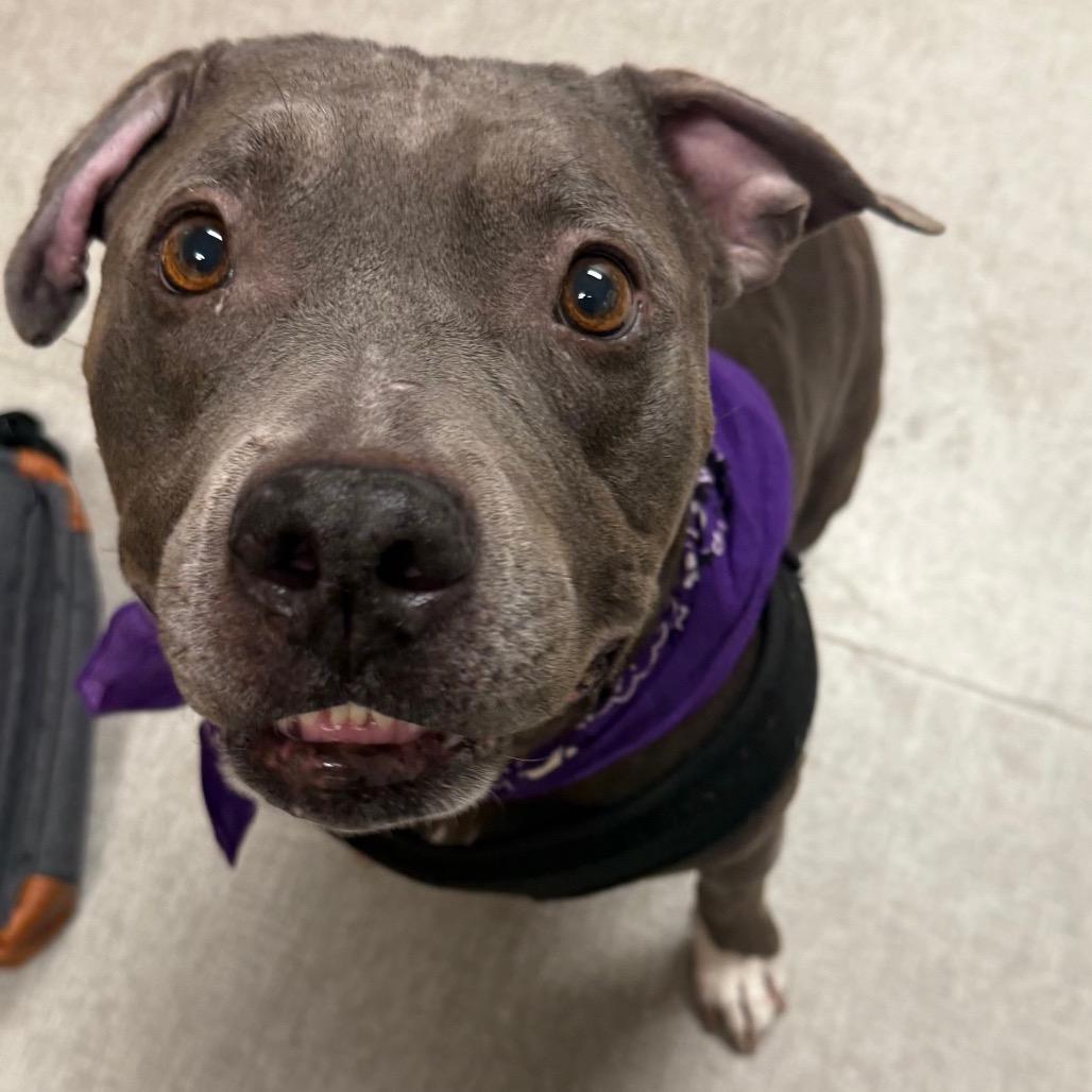 Dorothy- Regal resident, adoption fees waived! — thumbnail 2