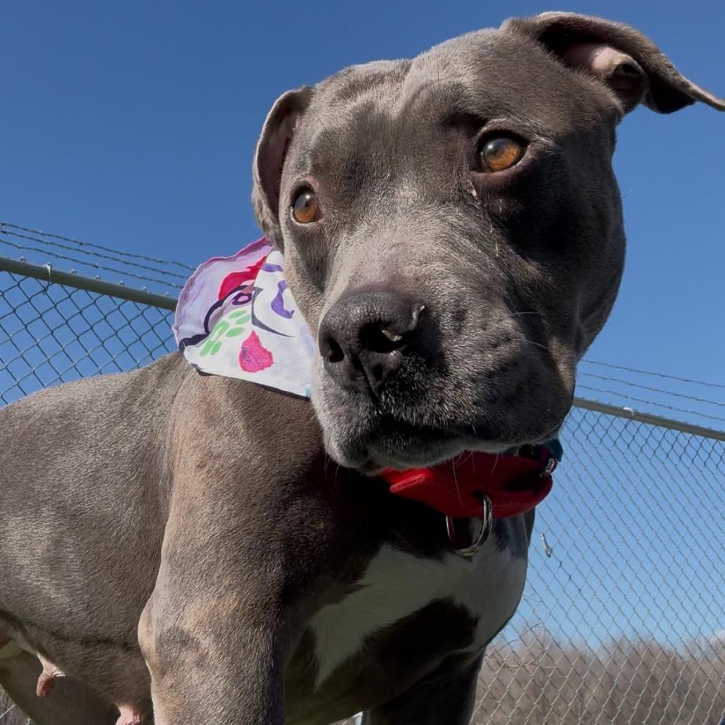 Dorothy- Regal resident, adoption fees waived! — thumbnail 3