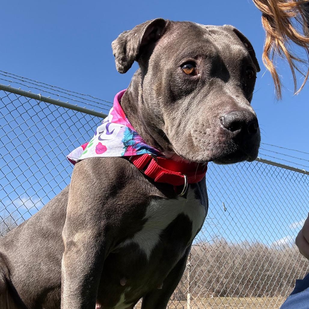 Dorothy- Regal resident, adoption fees waived! — thumbnail 4