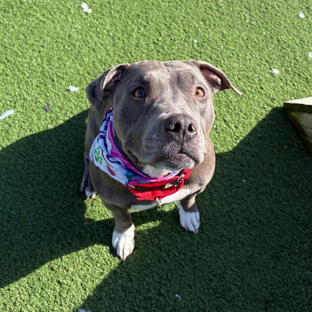 Dorothy- Regal resident, adoption fees waived! — thumbnail 5