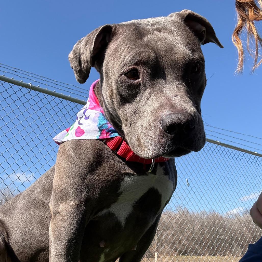 Dorothy- Regal resident, adoption fees waived! — thumbnail 6